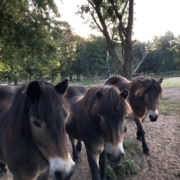NaturLebenshof Neuruppin